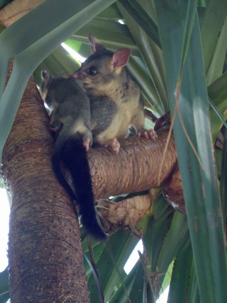 Brushtail-Possum-and-young in the Pandanus tree 