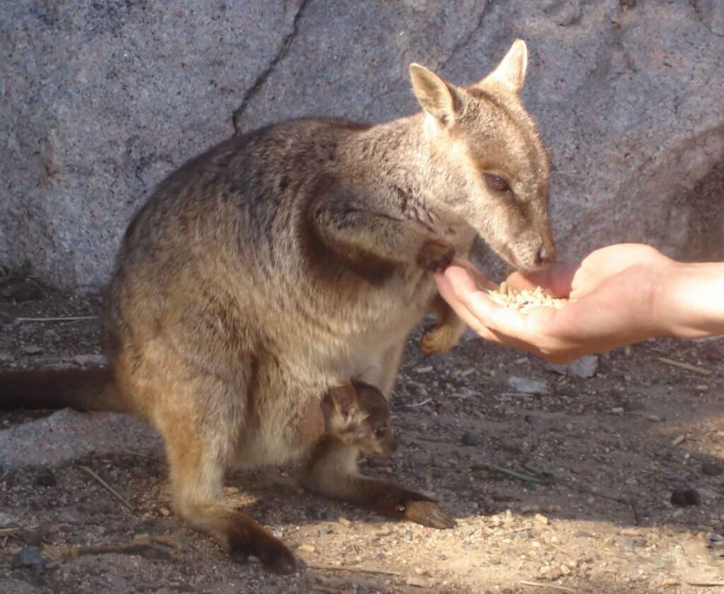 Magnetic Island Wildlife Rock Wallaby with baby in pouch