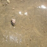 Magnetic Island-Hermit-Crab on the sandy shore at Horseshoe Bay