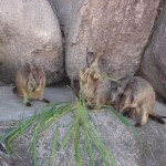 Magnetic Island - Rock Wallabies at Bremmer Point