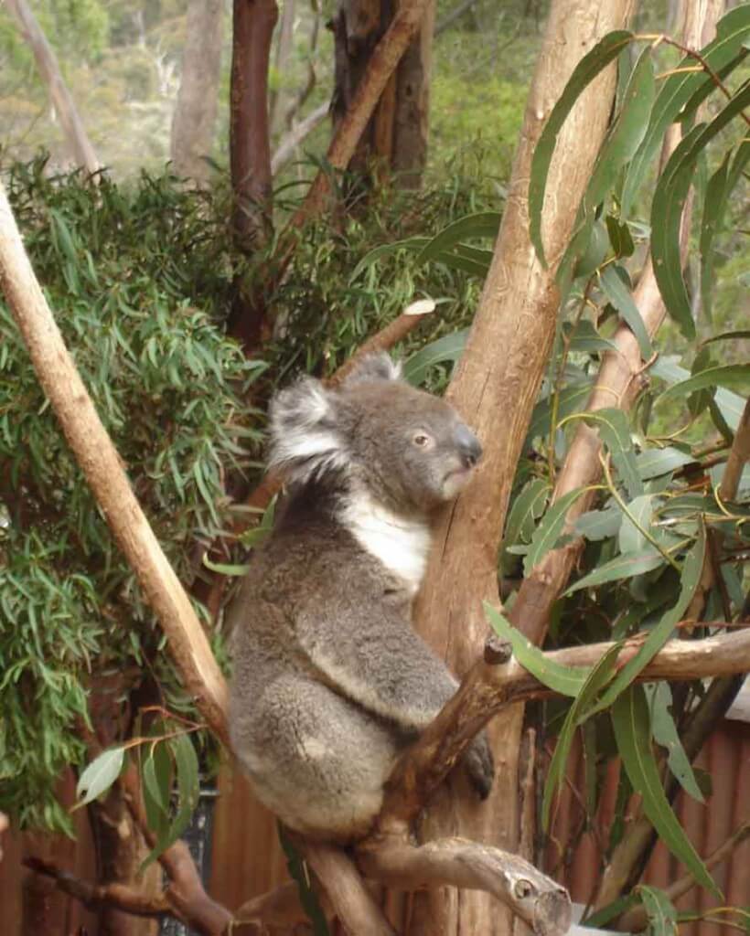 Magnetic-Island- Cuddle a Koala at the Koala village 
