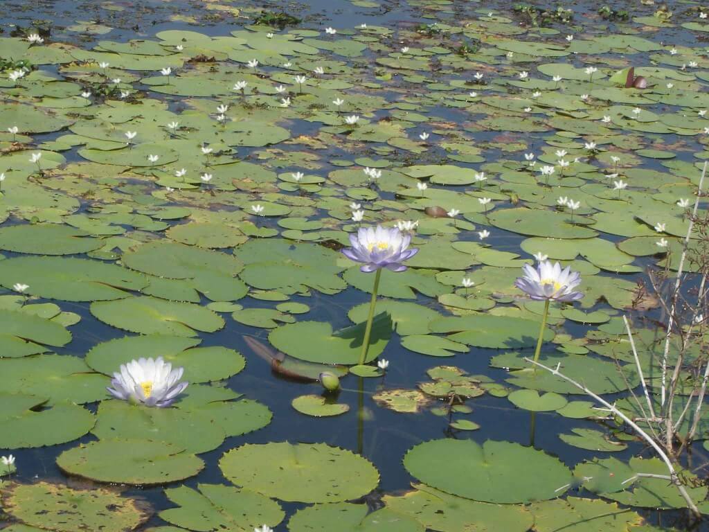 Tropical Townsville - Waterlillies on the Ross River at Riverway
