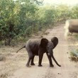Charge of the Elephants – Duba Plains