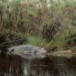 The Magic of Africa – Okavango Delta