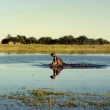 Duba Plains – A baby hippopotamus