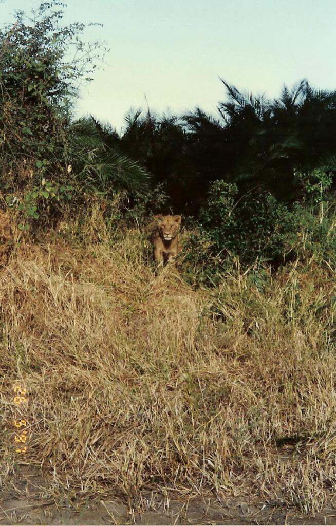 duba plains lioness