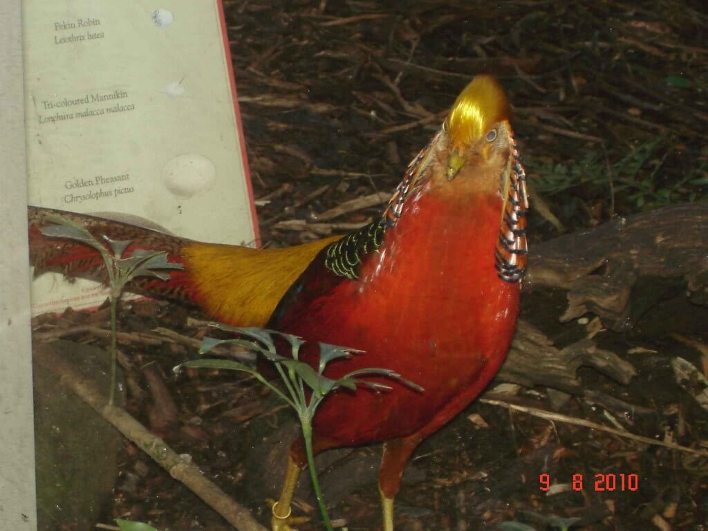 Golden Pheasant at Melbourne Zoo Symbolic in Chinese Art & Culture