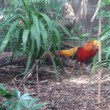 The Golden Pheasant in Chinese Culture and Tradition