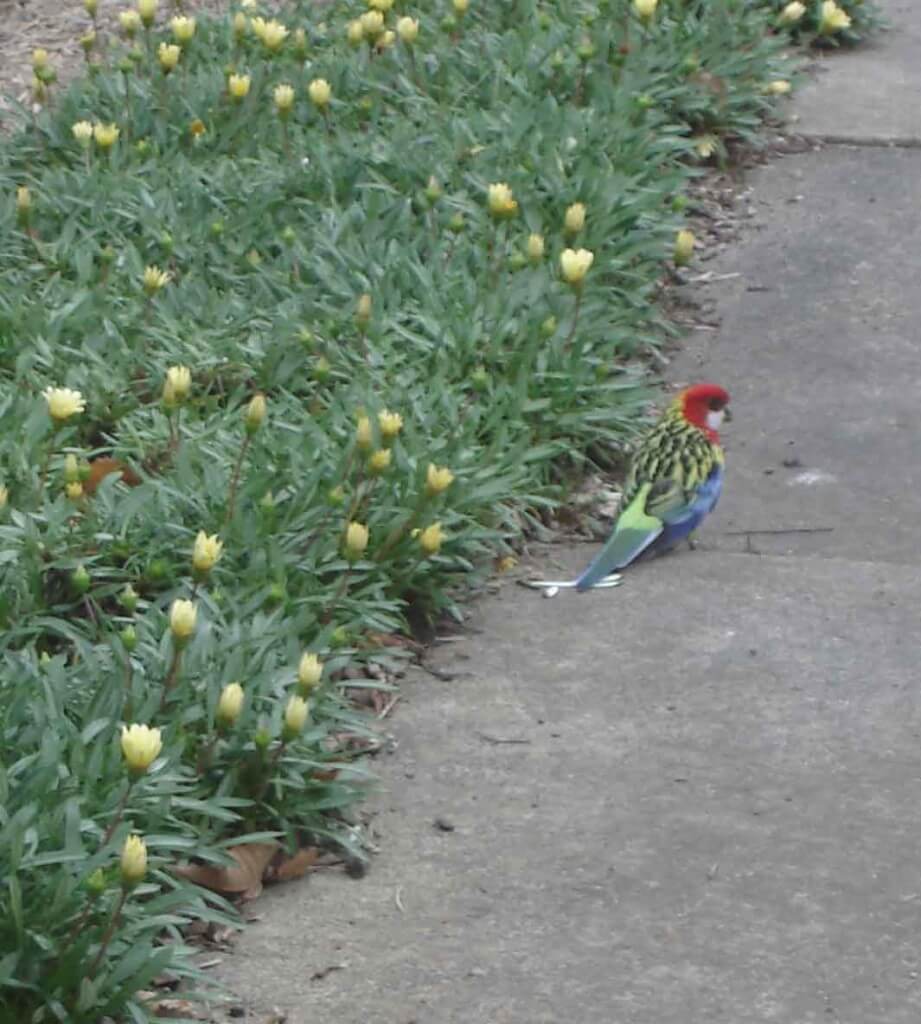 Eastern Rosella common in wildlife habitats along rivers and streams