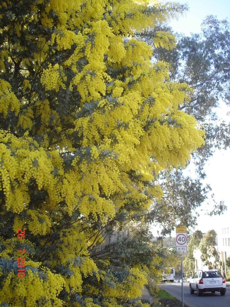 Golden-Wattle brightens up the day Greensborough Melbourne 