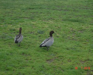 Wild Native Ducks Plenty River Greensborough Melbourne