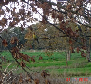 Milawa Cheese Company in the tree beautiful Yellow--Rosellas