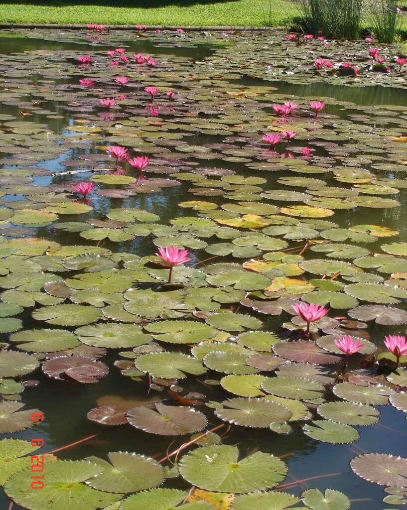 Anderson-Park-Lotus Flowers were a beautiful sight on the pond