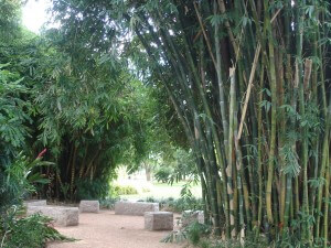 Queens-Gardens-Shady-Bamboo Grove with granite seating Townsville