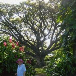 Queens-Garden-tropical flowers and huge shady trees tropical Townsville 