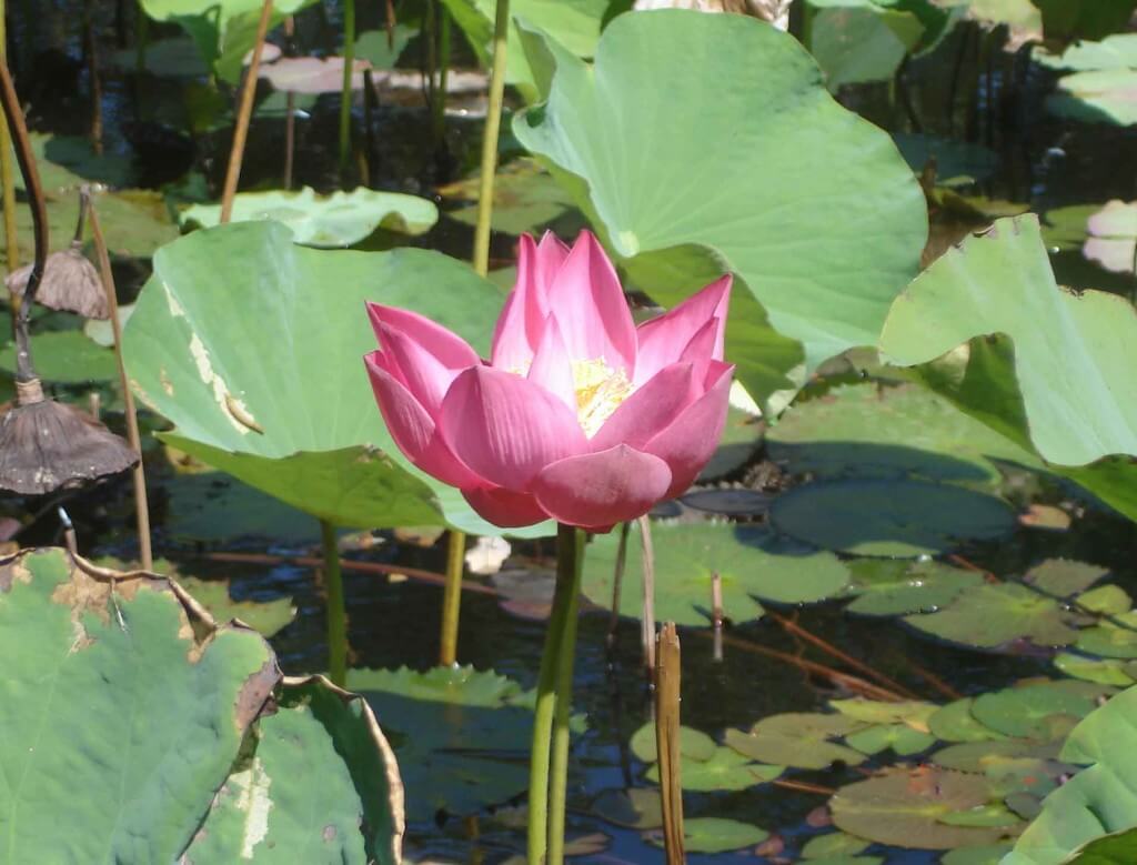  Lotus Blossom Anderson Park tropical Townsville