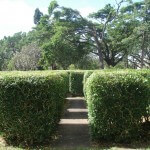 The-Maze in Queens Gardens tropical Townsville Queensland