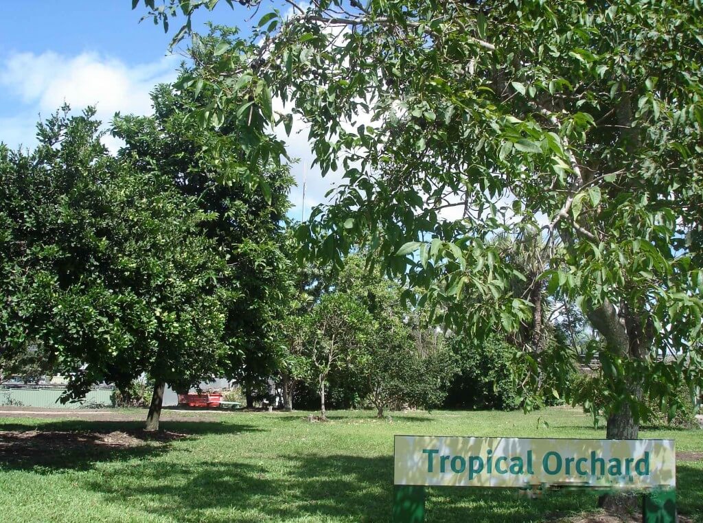 Tropical Orchard Anderson Park Botanical Garden tropical Townsville