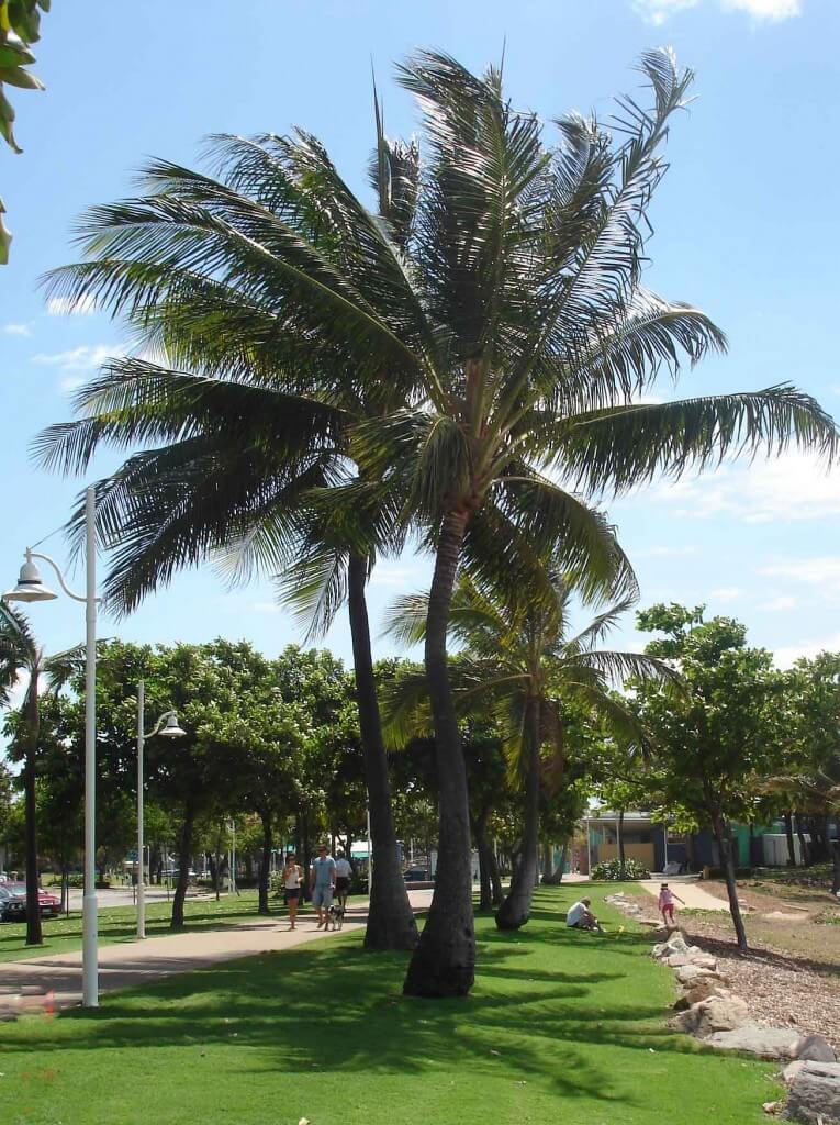 The Strand - Walking along the boulevard tropical Townsville 
