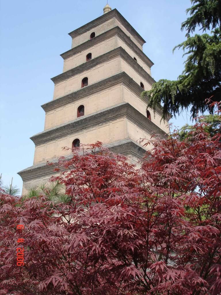 Xian Big Wild-Goose-Pagoda-and-Maple tree in Da Ci'en Temple grounds
