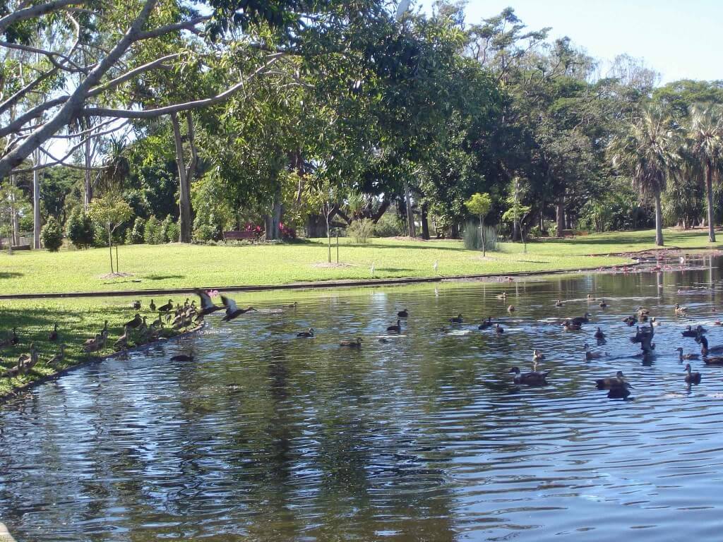 Anderson Park Tropical Townsville Native ducks