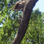 Bird watching. Blue-winged Kookaburra under the nesting hole tropical Townsville