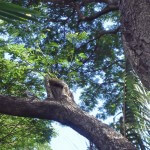 Bird Watching. Blue-winged Kookaburra high in a tree tropical Townsville