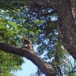 Bird watching. Female Blue-winged Kookaburra with tail protruding from nest hole