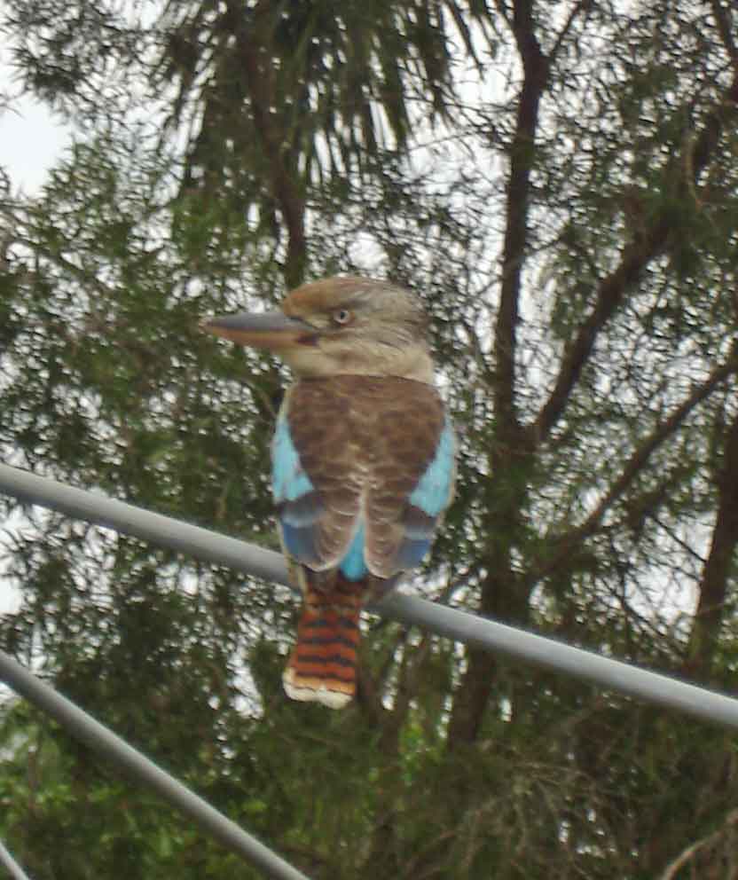 Bird watching. The female Blue Winged Kookaburra visiting my garden
