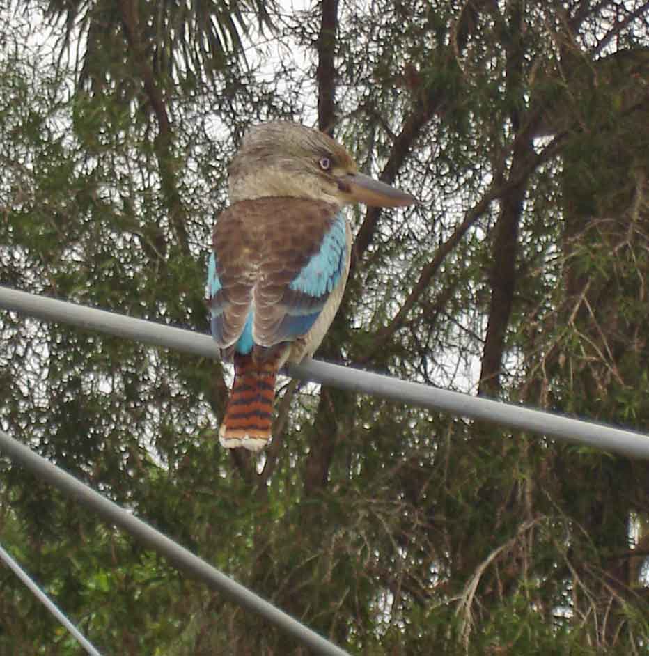 Bird watching. Female Blue-winged Kookaburra 