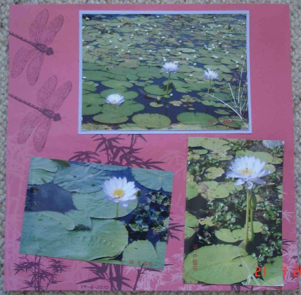 Scrapbooking-design layouts - waterlilies on the Ross River, Riverway, Townsville