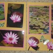 Scrapbooking designs | Water Lilies and the Lotus Flower
