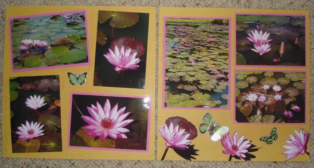 Scrapbooking design layout Water lilies on the pond Anderson Park Townsville City