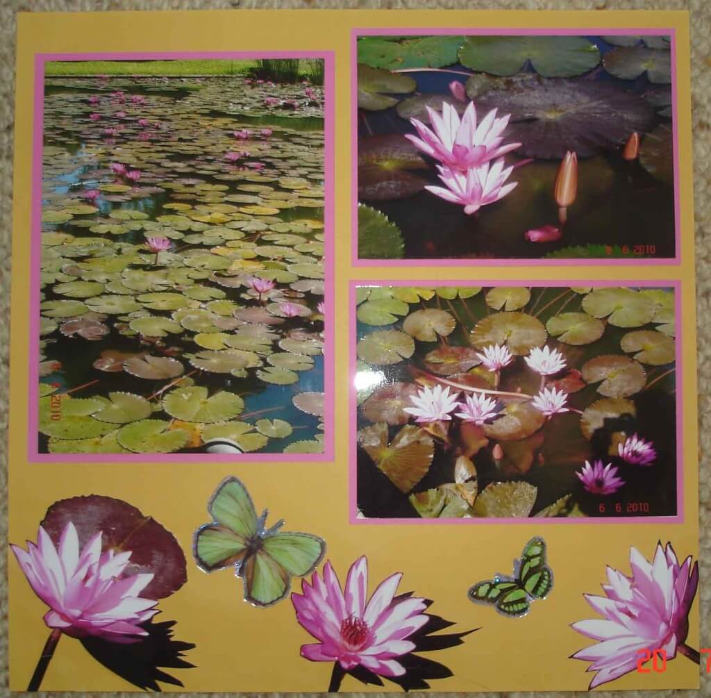 Scrapbooking-design layout vibrant pink waterlilies on the pond Anderson Park Townsville City