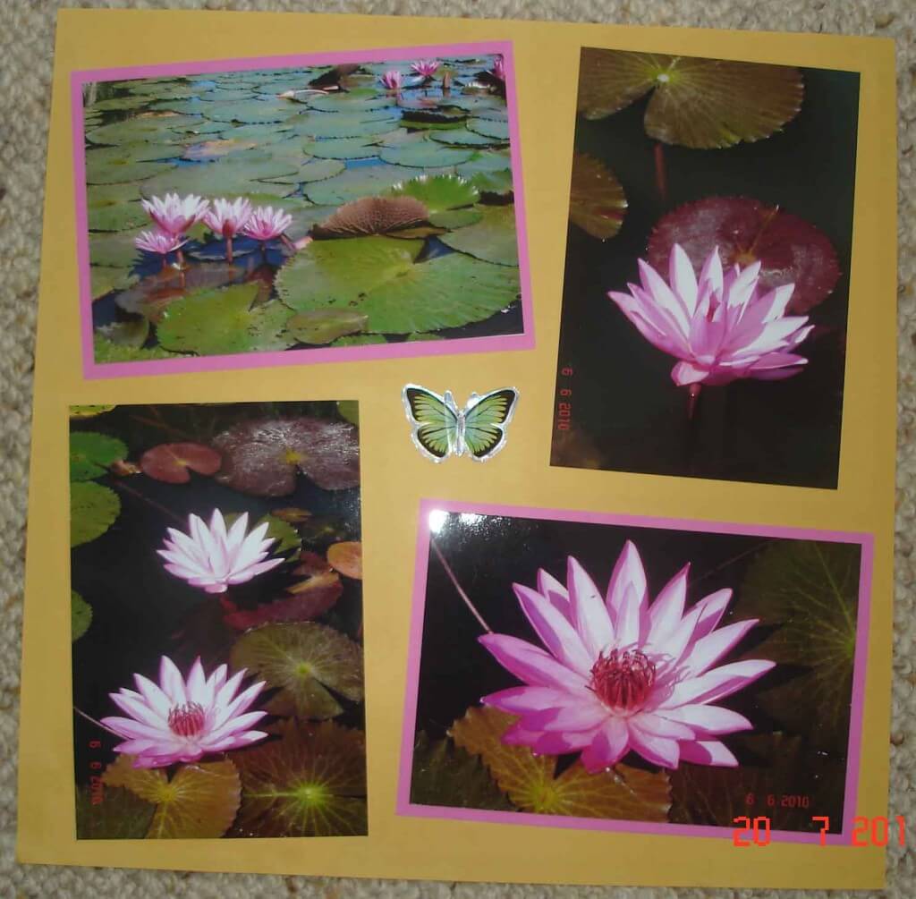 Scrapbooking design layout for waterlilies on the pond Anderson Park Townsville City