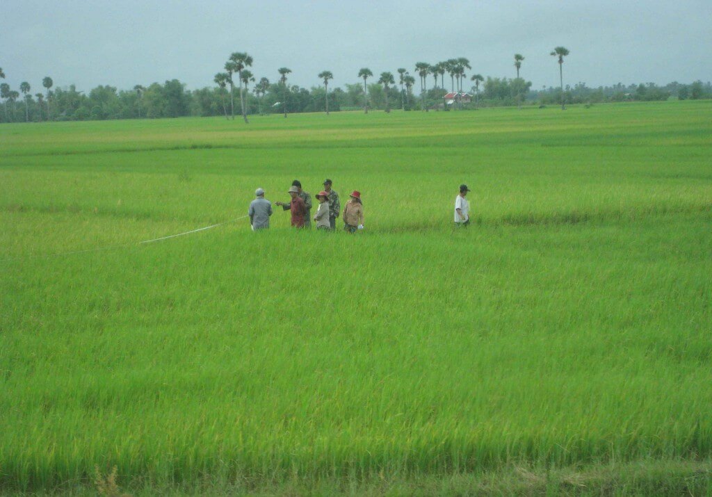 Ricefields lush and green Cambodian country side Phonm Pehn, Siem Reap