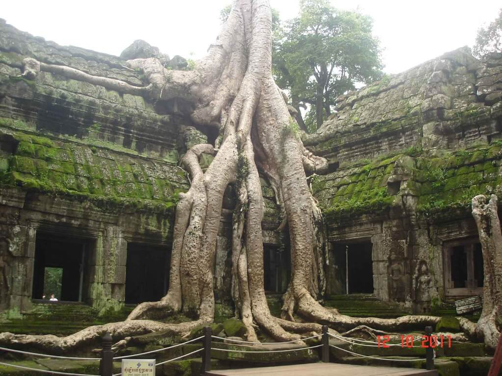 Temple of Ta Prohm, overgrown with fig tree roots.Cambodia (Kampuchea)
