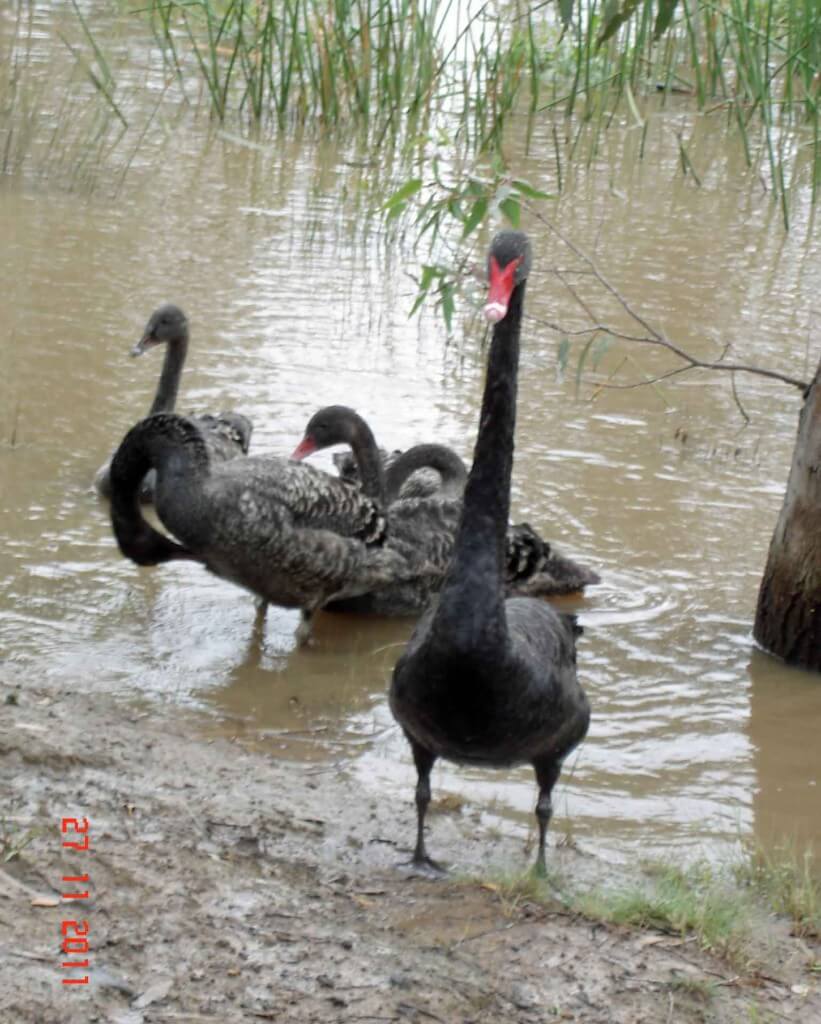 Birdwatching. Male Black-Swan-taking up defence position in front of juveniles.