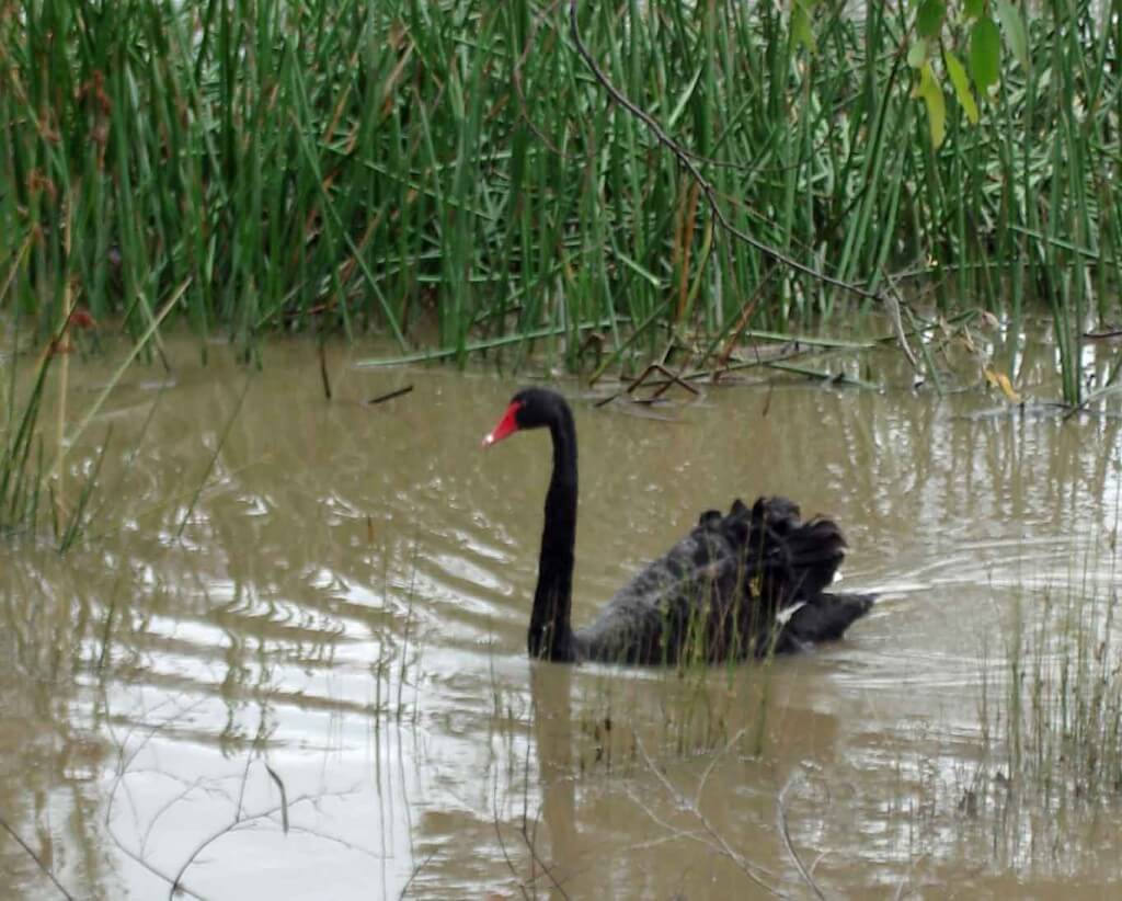 Birdwatching. Black-Swan-has a bright red beak and white tipped wing feathers. 