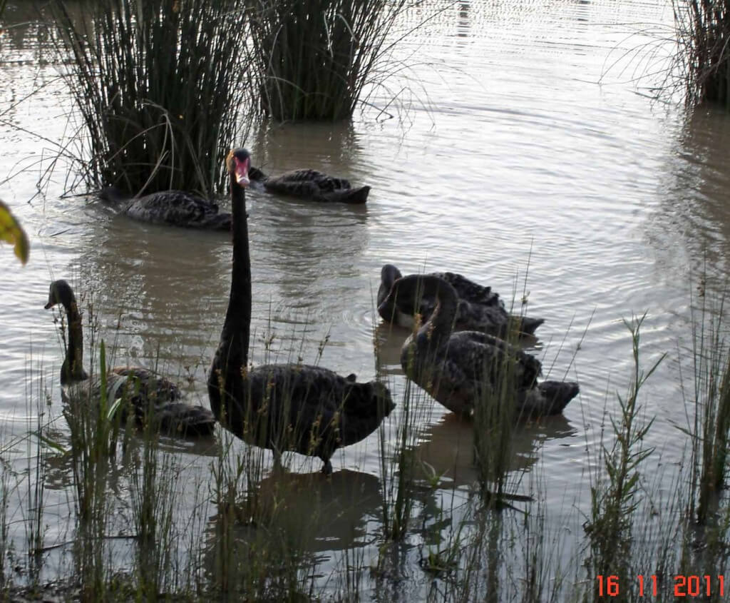 Wild Birds - Black-Swans-on the pond at dusk