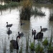 Wild Birds – A family of Black Swans