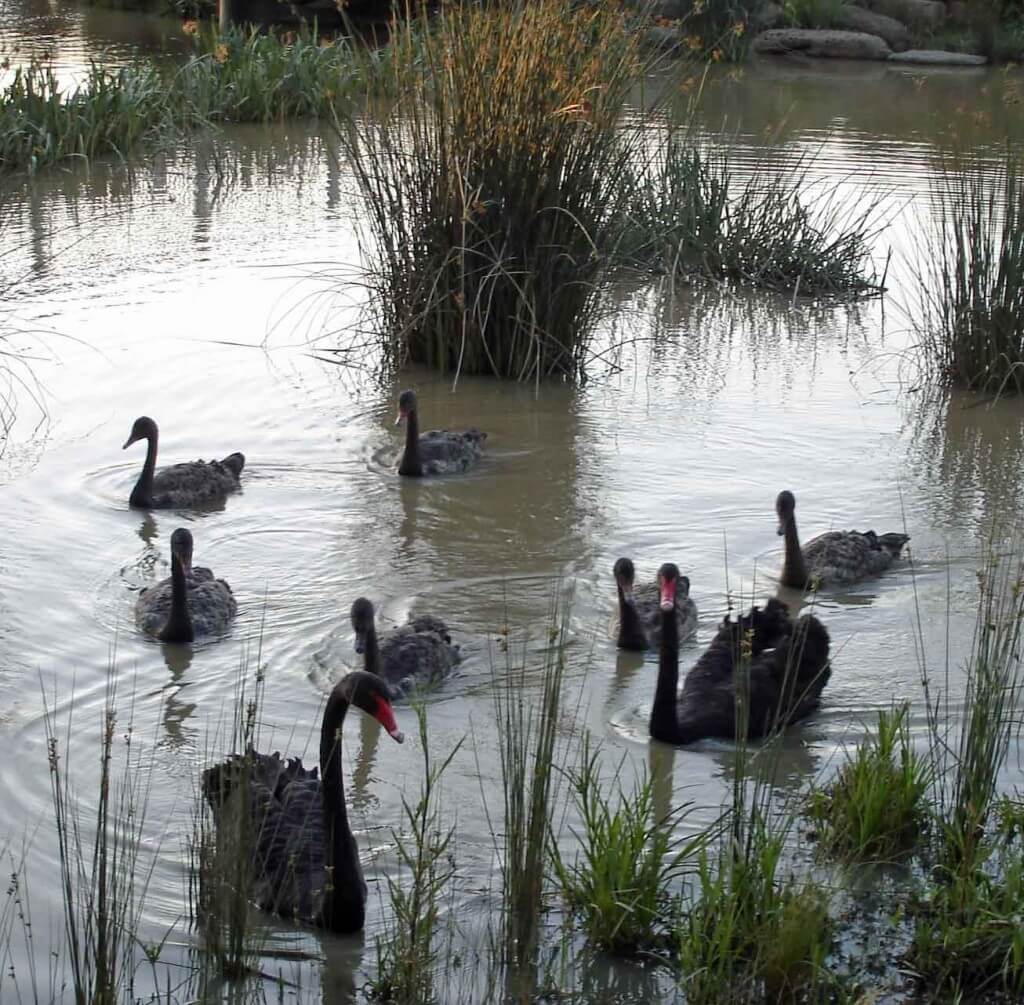 Black-Swans-at-dusk. Birdwatching. Melbourne