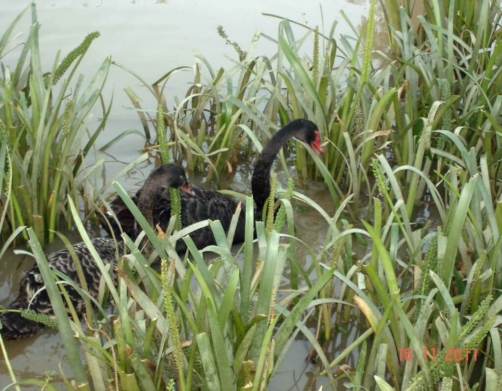 Birdwatching. Black-Swans-feed feed on aquatic plants and algae. 
