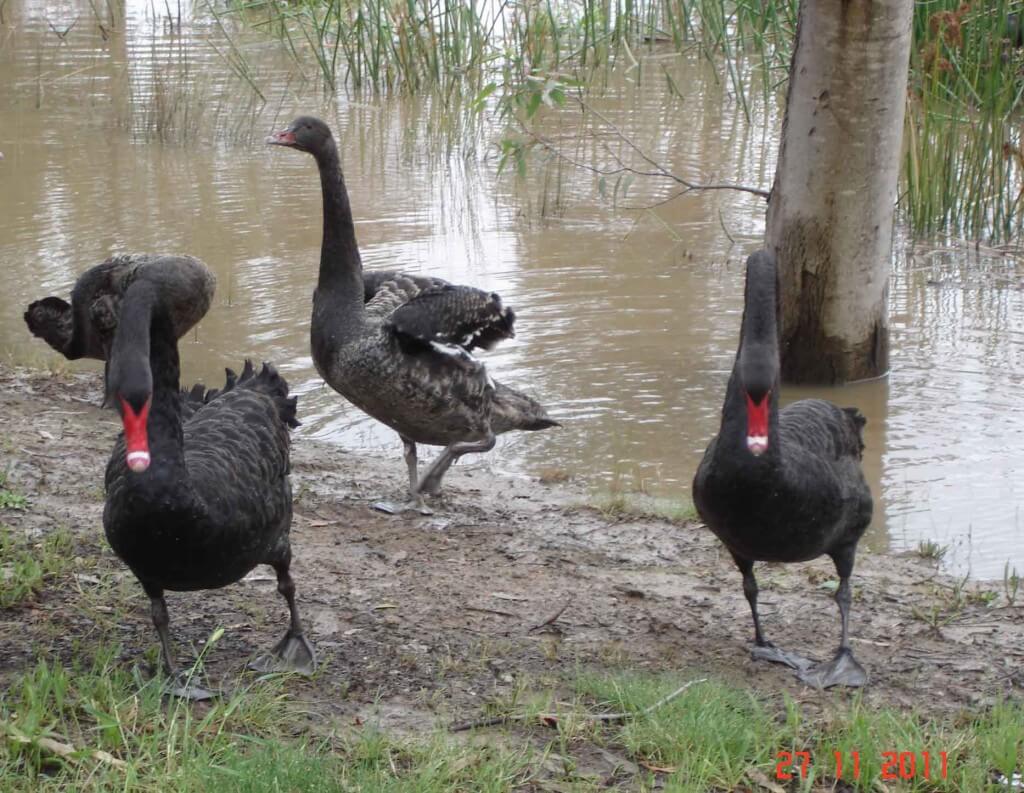 Birdwatching. Black Swans moving forward in a threatening gesture.