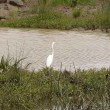 Great Egret – an elegant white bird