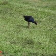 Wild Birds – Purple Swamphen – Melbourne Suburbs