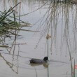 Wild Birds – Eurasian Coot