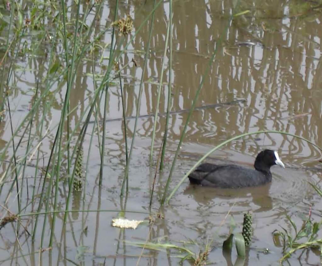 Eurasian coot-with young chick