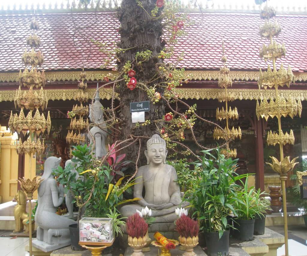 Buddha tree in grounds of the Royal Palace complex, Phnom Penh, Cambodia. 