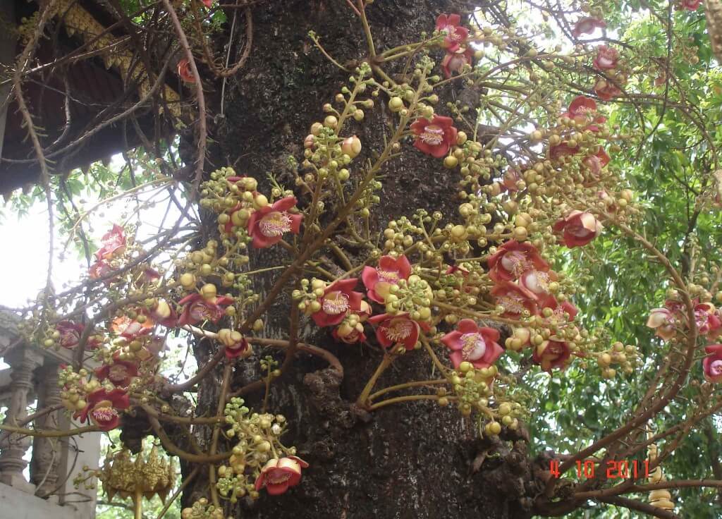 Flowers-of-the-Budhha-Tree 'shorea robusta roxb' , Royal Palace, Phnom Penh